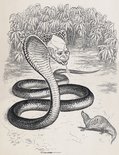 JUNGLE BOOK "I am Nehru," said the Cobra. "Look, and be afraid." Image.