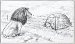 THE TUGELA PROBLEM The Lion: "Come out!"  The Oom Tortoise: "Come on!" Image.